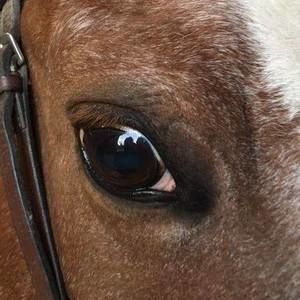 Meet your Posher, Dina